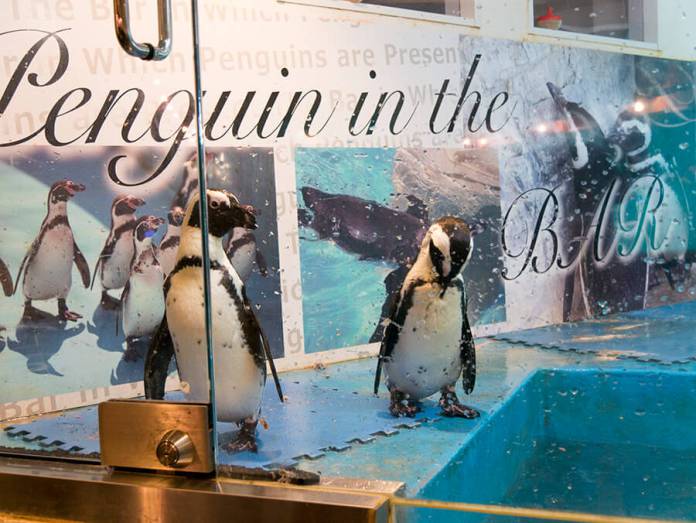 Penguin Gastrobar photo